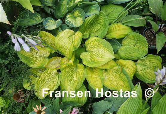 Hosta Indiana Moonshine